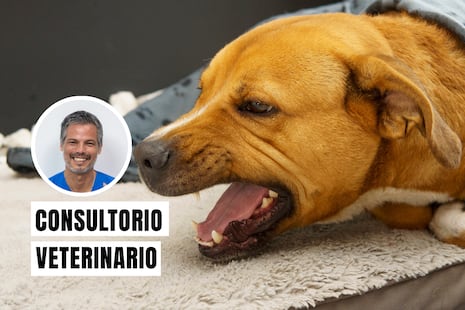 Tos de las perreras: qué es, cuáles son sus síntomas y qué mascotas son más vulnerables