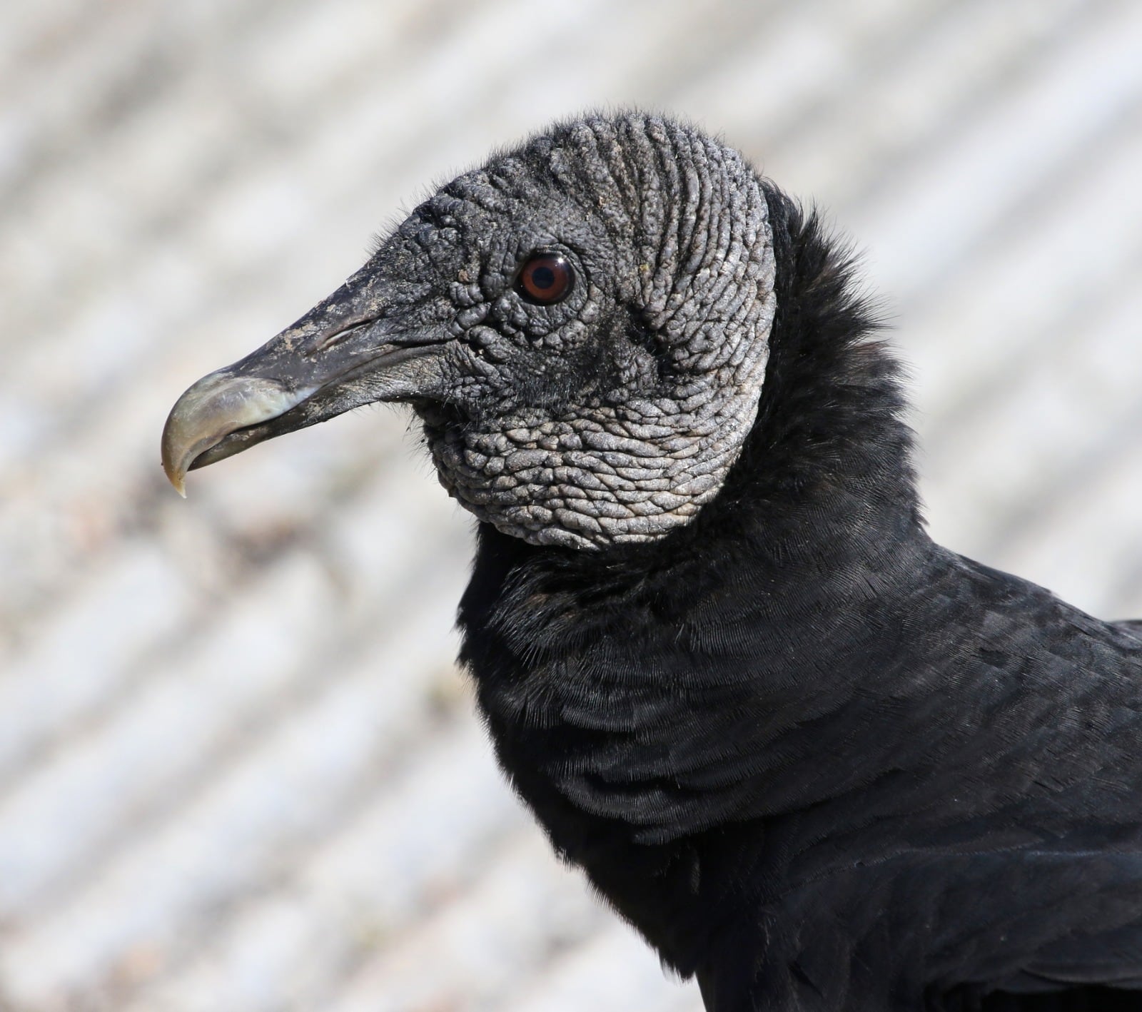 El gallinazo de cabeza negra es un símbolo histórico y cultural de Lima y cumple una importante labor como ‘limpiador’ natural de la ciudad. Foto: Internet.