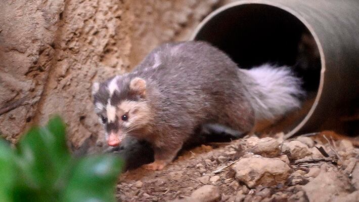 Los tejones son especies bastante curiosas, pero se caracterizan por ser inofensivos y realizar sus actividades en horario nocturno. (Foto referencial: AFP)