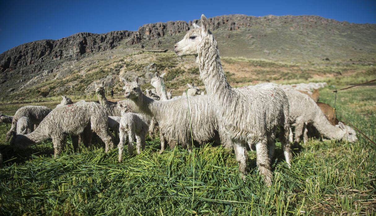Pagarán hasta por 12 cabezas de alpaca (Foto: GEC)