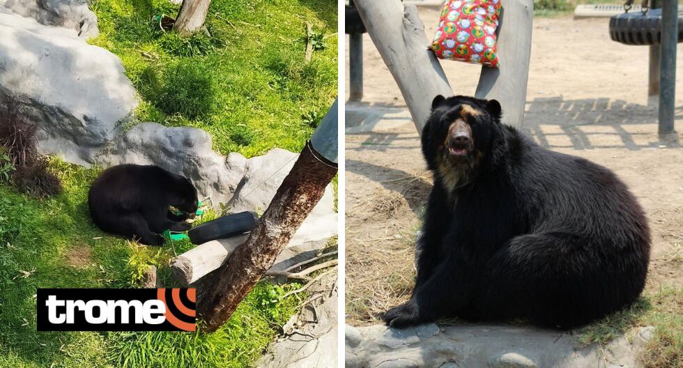 Hay ocho osos de anteojos en un ambiente especial