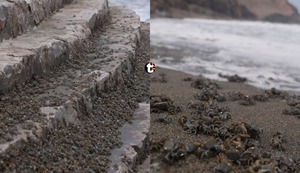 Chorrillos: Cierran playa La Herradura ante invasión de miles de cangrejos debido a retiro de las piedras