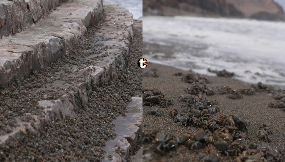 TROME | Cierran playa La Herradura por presencia de miles de cangrejos. Video: Canal N