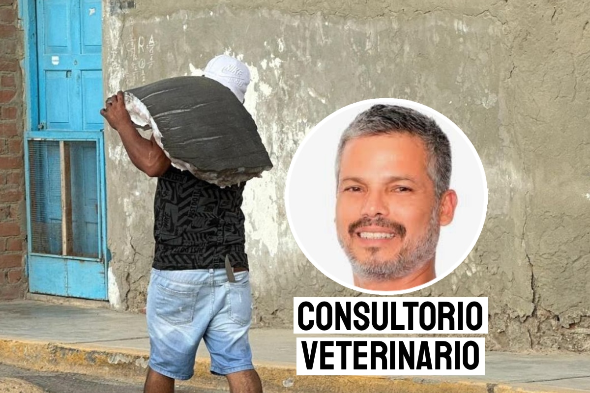 Cuidemos las especies marinas. Foto: composición