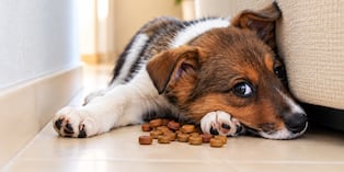Si bien es un comportamiento habitual, debes revisar los lugares donde tu perro suele esconder su alimento y asegurarte de que no lo ingiera cuando se malogre. Foto: Istock