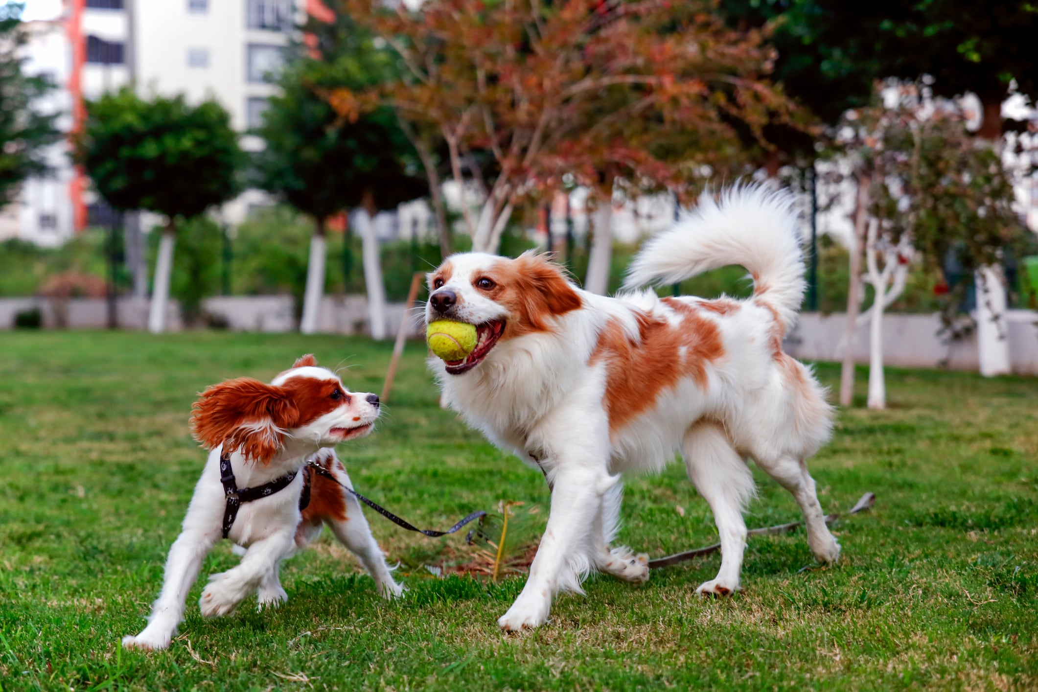 La socialización debe comenzar entre las 3 y 12 semanas de vida. El cachorro debe tener las vacunas al día según su edad y en un entorno seguro para garantizar experiencias positivas. Foto: Istock