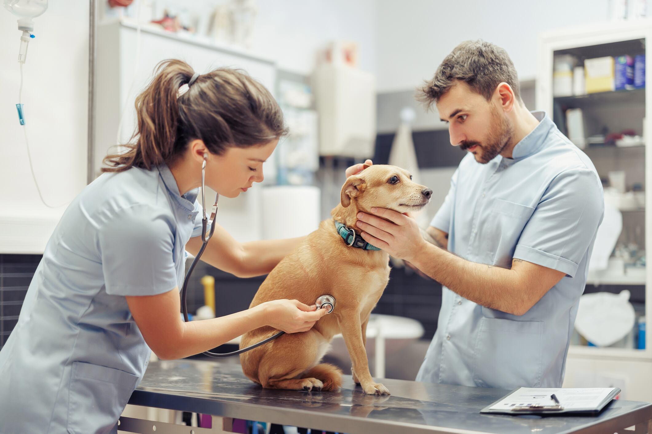 Esta fecha destaca la importancia de estos profesionales en la salud pública, la seguridad alimentaria, la protección de la biodiversidad y el bienestar de las mascotas. Foto: Istock