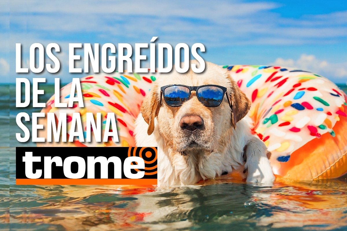 Te presentamos a los engreídos de esta semana y no olvides que tu mascota también puede participar de esta divertida galería. Foto: Istock.