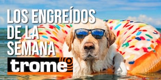 Te presentamos a los engreídos de esta semana y no olvides que tu mascota también puede participar de esta divertida galería. Foto: Istock.