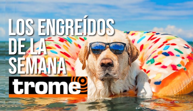 Te presentamos a los engreídos de esta semana y no olvides que tu mascota también puede participar de esta divertida galería. Foto: Istock.