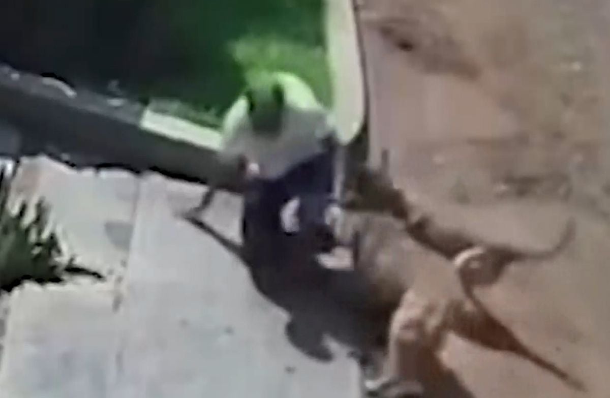 Los animales no tuvieron piedad de él. Foto: América Noticias