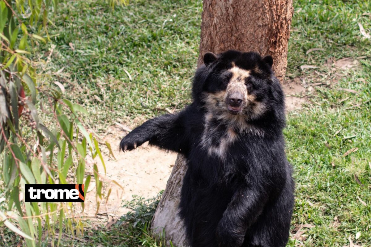 Ocho ejemplares de plantígrados conforman la 'Colección de Oro de osos'