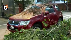 Pánico en La Molina: Fuertes ráfagas de viento derriban árbol y aplasta a camioneta