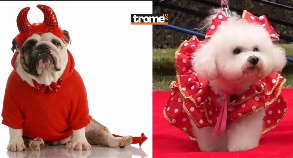 Mascotas disfrazadas participarán del 'Canoween criollo' . (Trome)