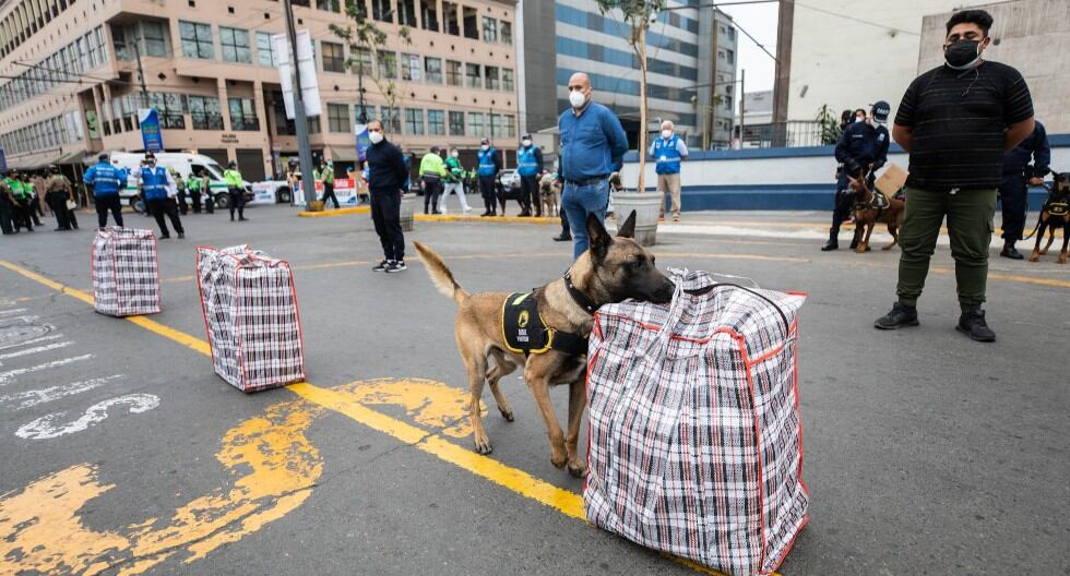 Perritos de la Brigada Canina, especializados en detección de pirotécnicos, ayudarán en el Plan de Seguridad en Lima por fiestas de Navidad y fin de año.