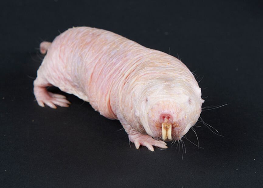 Además de su resistencia al dolor y su resistencia al cáncer, poseen otras cualidades muy envidiables. Sigue leyendo y verás ;)