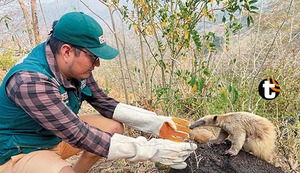 Osito hormiguero escapó de incendios forestales: Estaba deshidratado y con quemaduras