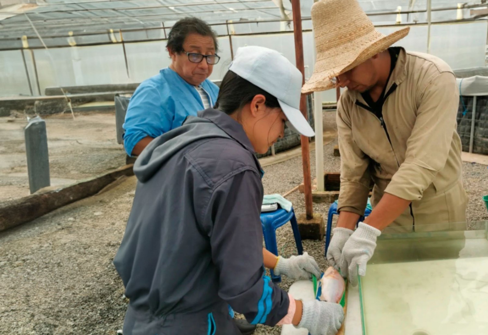 El sistema NeuroFish ha logrado reducir la mortalidad de los peces de un 25% a 0%. Foto: Difusión.