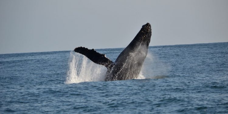 Ballenas jorobadas