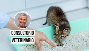 ¿Por qué mi gato orina fuera del arenero? Habla el veterinario Pancho Cavero