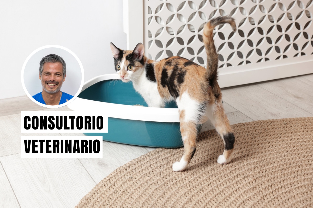 Lleva a tu gato al veterinario de inmediato, ya que entrar al arenero repetidas veces sin lograr hacer nada es la señal principal de una obstrucción urinaria. Foto: composición/Istock