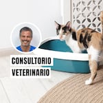 ¿Tu gato intenta orinar y no puede? Podría ser una emergencia veterinaria