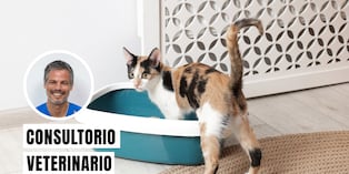Lleva a tu gato al veterinario de inmediato, ya que entrar al arenero repetidas veces sin lograr hacer nada es la señal principal de una obstrucción urinaria. Foto: composición/Istock