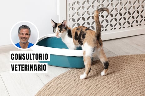 ¿Tu gato intenta orinar y no puede? Podría ser una emergencia veterinaria