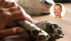 “El duelo por una mascota es real y debe ser validado”, señala Pancho Cavero