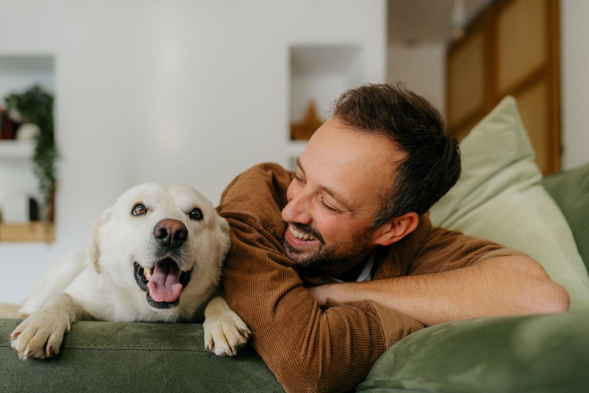 El perro necesita entender que este nuevo espacio es seguro para él. Foto: iStock.