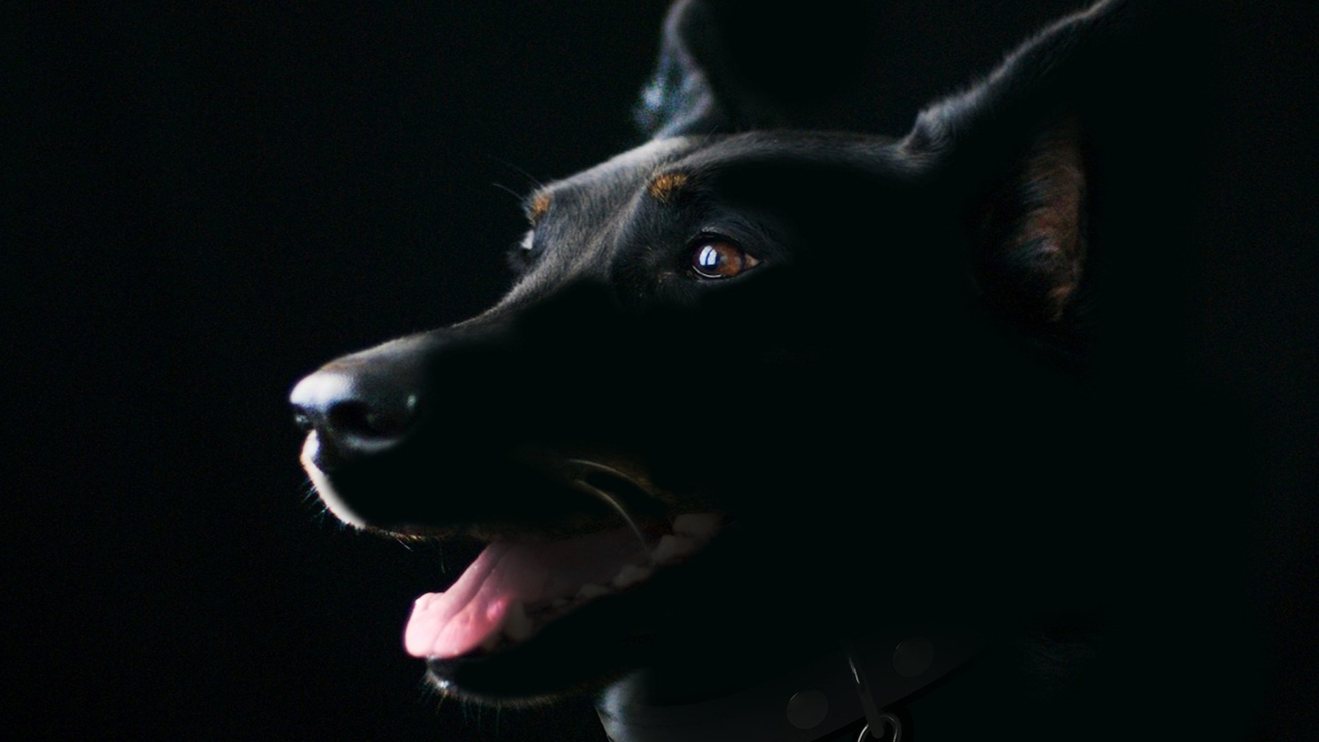 El perro no perdió la esperanza de alcanzar a la humana, pero el vehículo no se detuvo en ningún momento. (Foto: Pixabay)