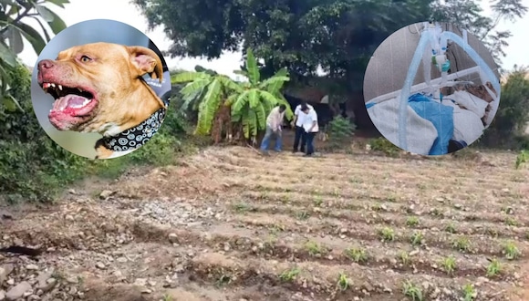 Trujillo: Agricultor es atacado por dos perros pitbull.