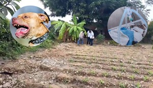 Trujillo: Dos perros pitbull atacan y dejan al borde la muerte a agricultor