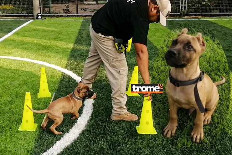 Yango es el más pequeño de la brigada canina de Pueblo Libre, Los entrenan con juegos y según sus características. (Compos. Isabel Medina /Trome).