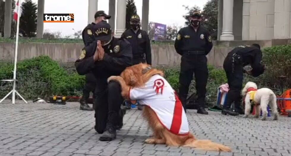 Canes de la policía reciben entrenamiento y se especializan para participar en acciones con sus guías. (Trome)