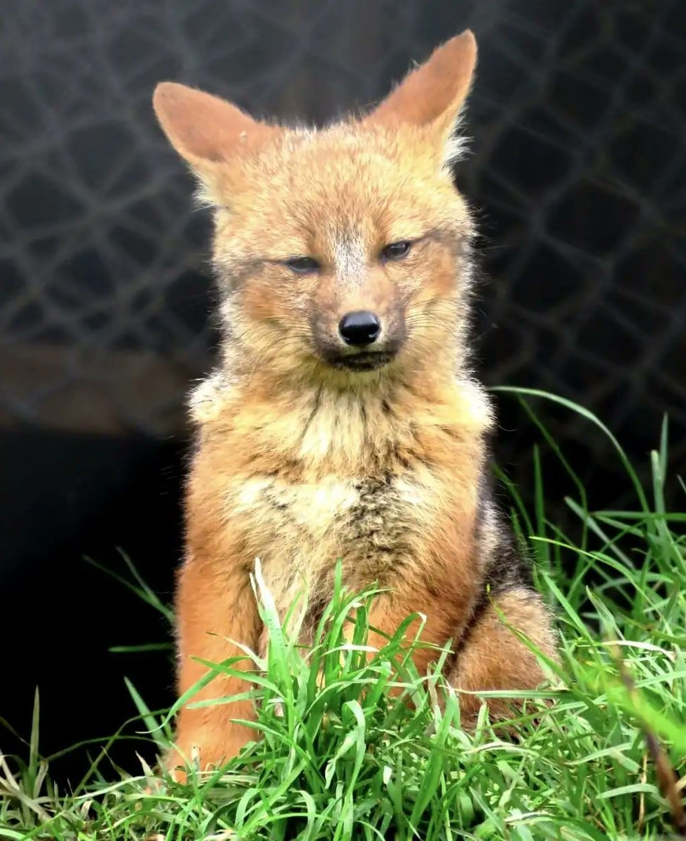El zorrito Run Run con familia en Cajamarca. (Foto: Andina)