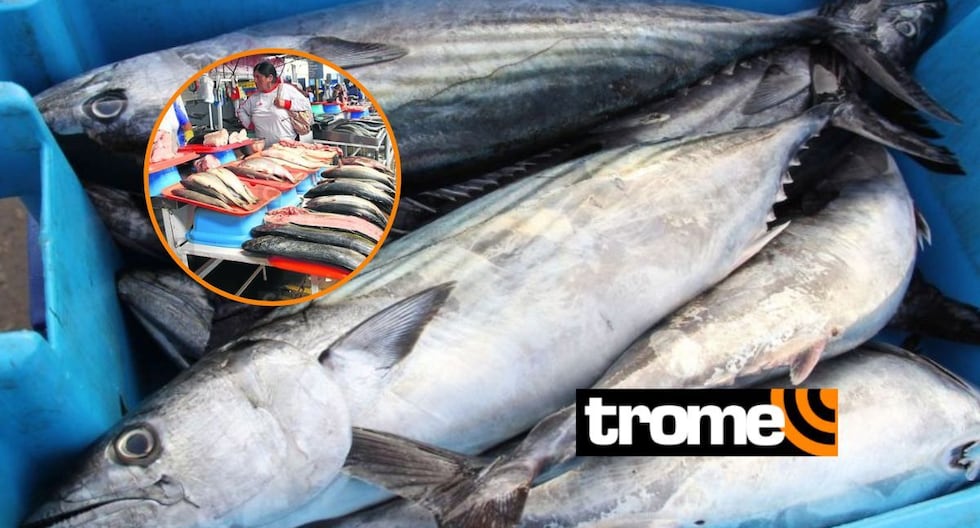 Fenómeno de El Niño Costero ¿Qué pasará con los peces ante ...