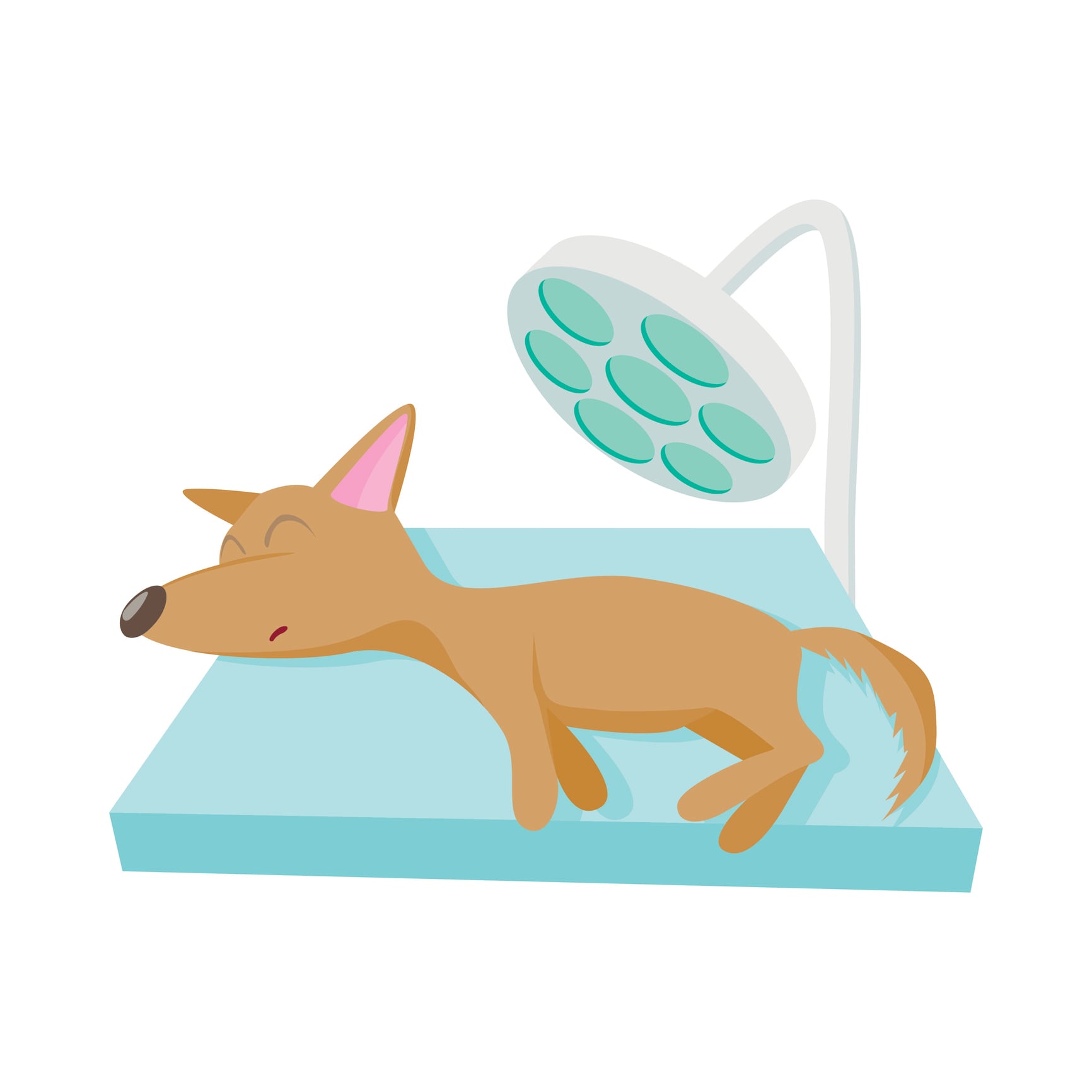 Los cuidados básicos tras la esterilización incluyen reducir la actividad física para proteger los puntos y limpiar la herida. Esto debe hacerse al menos 4 veces al día. En los machos, el proceso de recuperación suele ser más sencillo. Foto: Istock