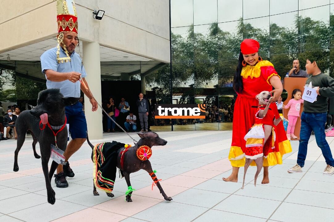 Perritos peruanos sin pelo, raza canina, oriunda de nuestro país, abren celebraciones por mes patrio en concurso. (Isabel Medina / Trome).