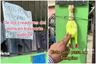 Usa un pollo de juguete como timbre para vender helados y es viral