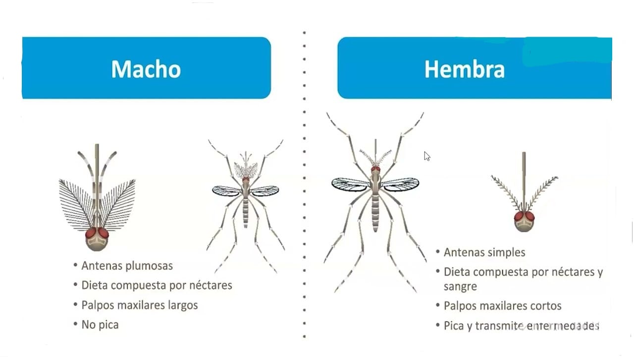 Diferencias entre la hembra y el macho. Foto: ¡Stock.