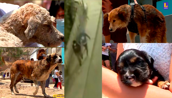 Ate: Desalmados envenenan a diez perros de una calle para robar automóviles