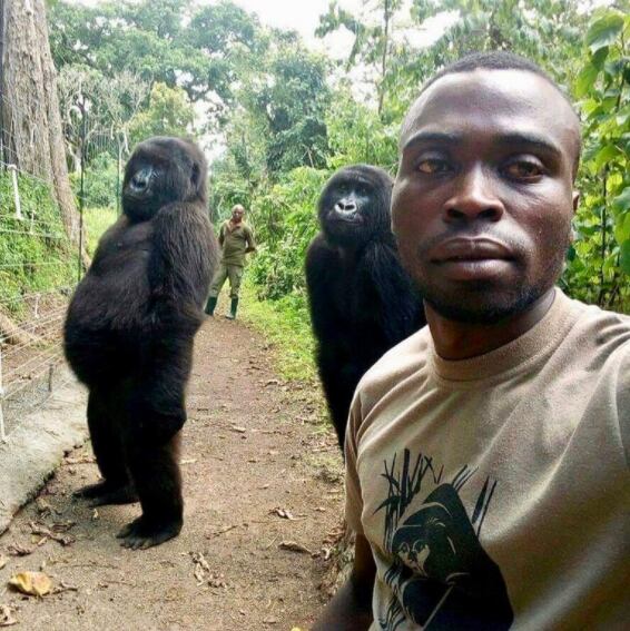La gorila Ndakasi posando con otra compañera, de nombre Ndeze, y acompañada de los cuidadores del Parque Nacional de Virunga (PNVi). (Foto: Virunga National Park)