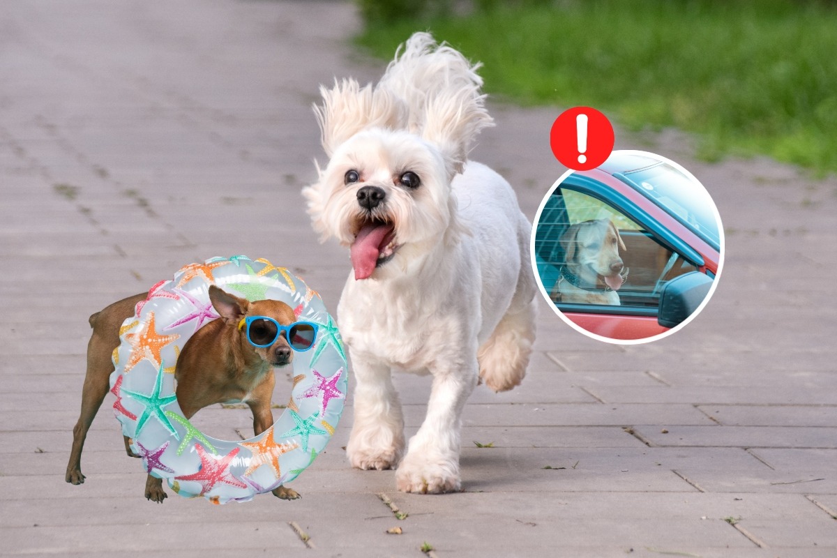 Evita sacarlo a pasear en horas donde hay mayor radiación solar y no lo dejes encerrado en el carro. Foto: Compos. / Istock.
