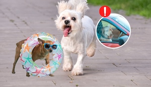 Mascotas en verano: Cinco peligros frecuentes que ponen en riesgo su salud