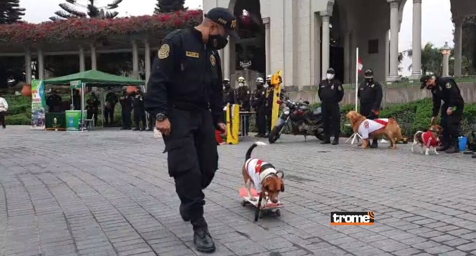 Canes de la policía reciben entrenamiento y se especializan para participar en acciones con sus guías. (Trome)