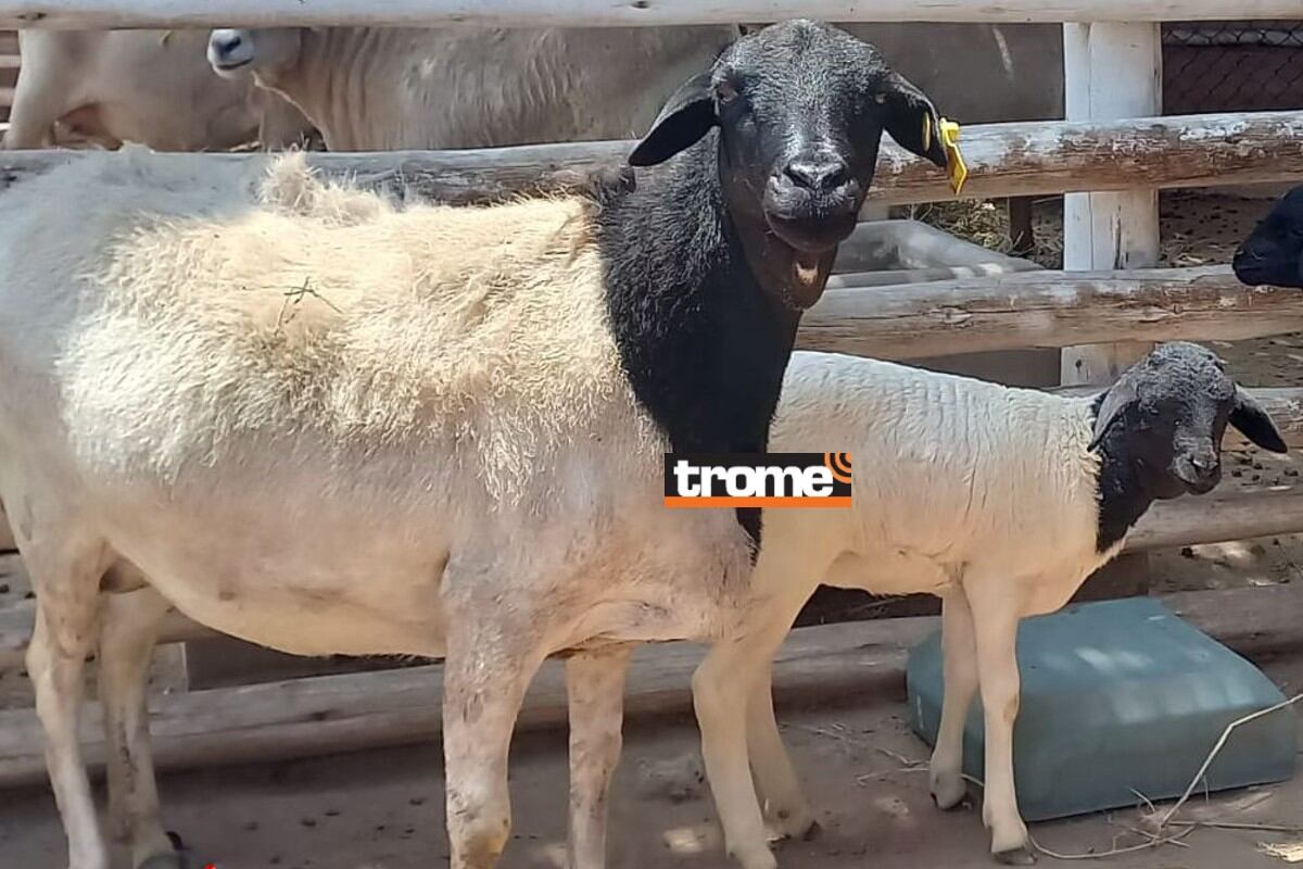 Nuevas crías de animalitos alegran aún más el recinto y el público ya puede visitarlos. (Trome)