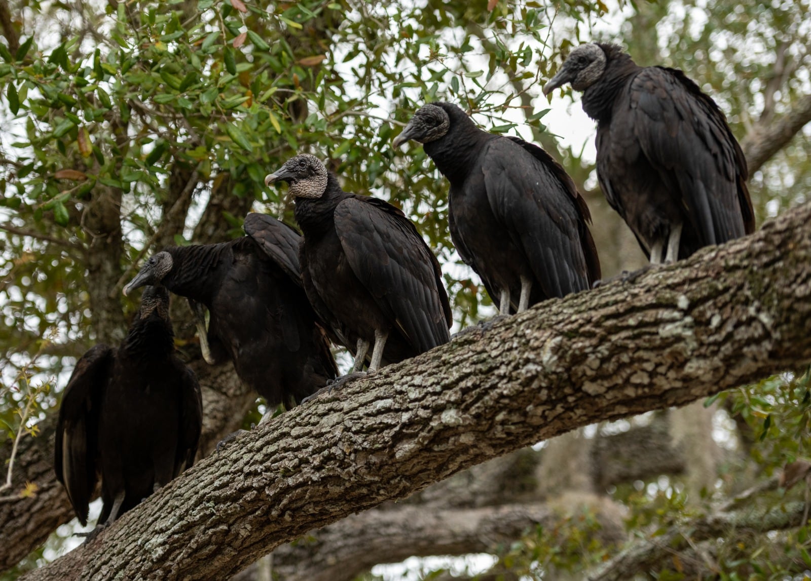 El gallinazo de cabeza negra es un símbolo histórico y cultural de Lima y cumple una importante labor como ‘limpiador’ natural de la ciudad. Foto: Internet.