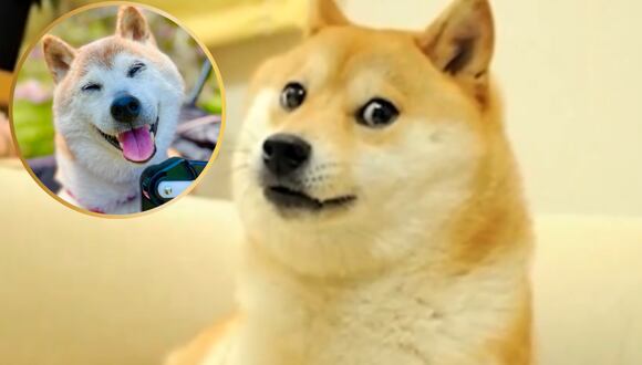 Japón: Kabosu, la famosa perra que inspiró el meme "doge" murió a los 17 años