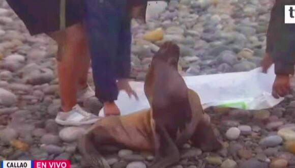 Callao: Lobos marinos aparecen varados por fuertes oleajes